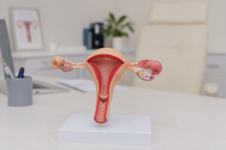 hysterectomy cervix anatomy model on table