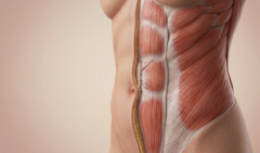 abdominal muscle tightening anatomy