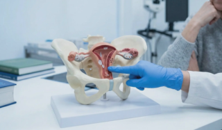 anatomical model hysterectomy demonstration