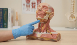3d anatomical model chin lipo focus clean