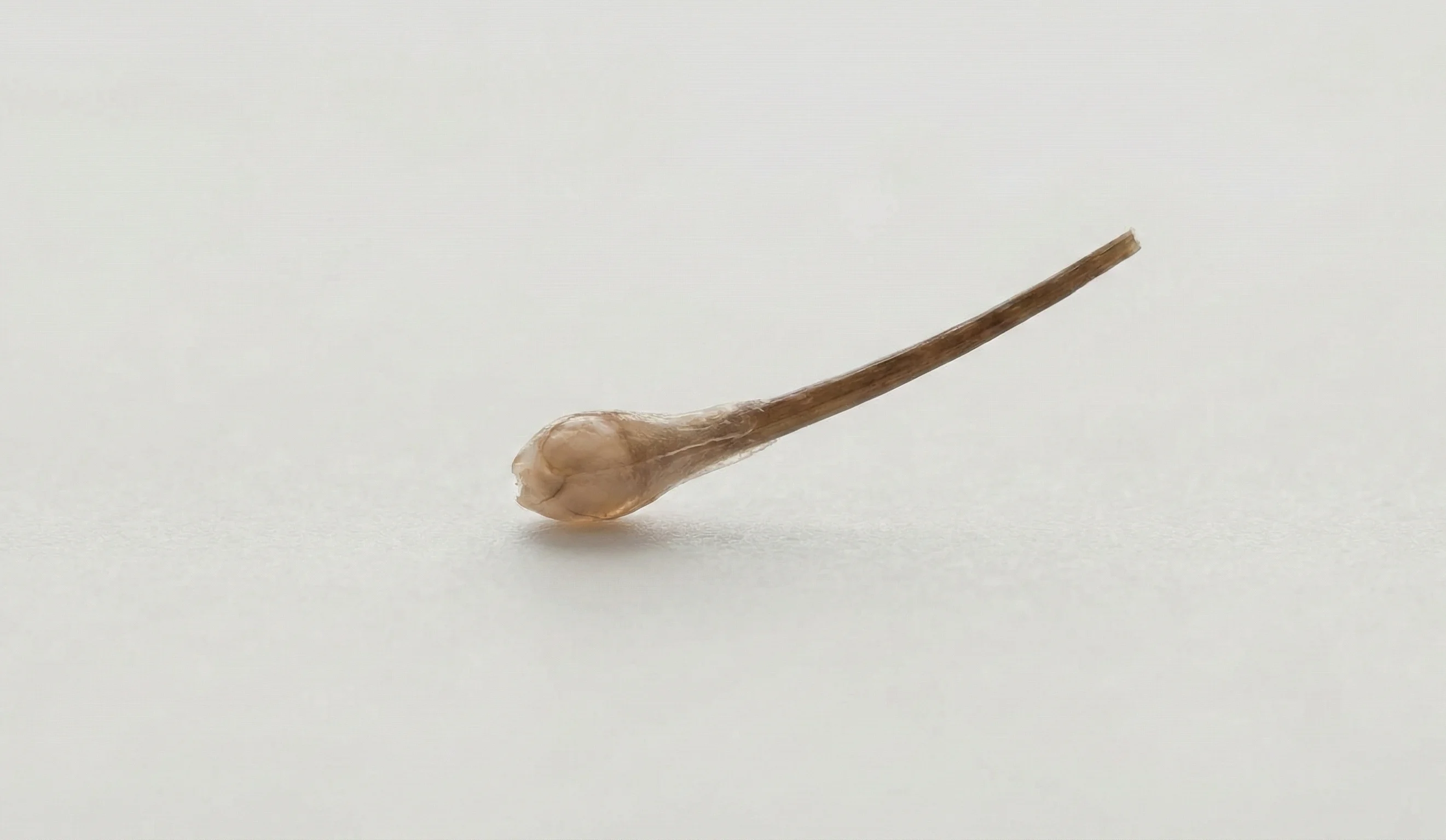 single hair graft macro shot