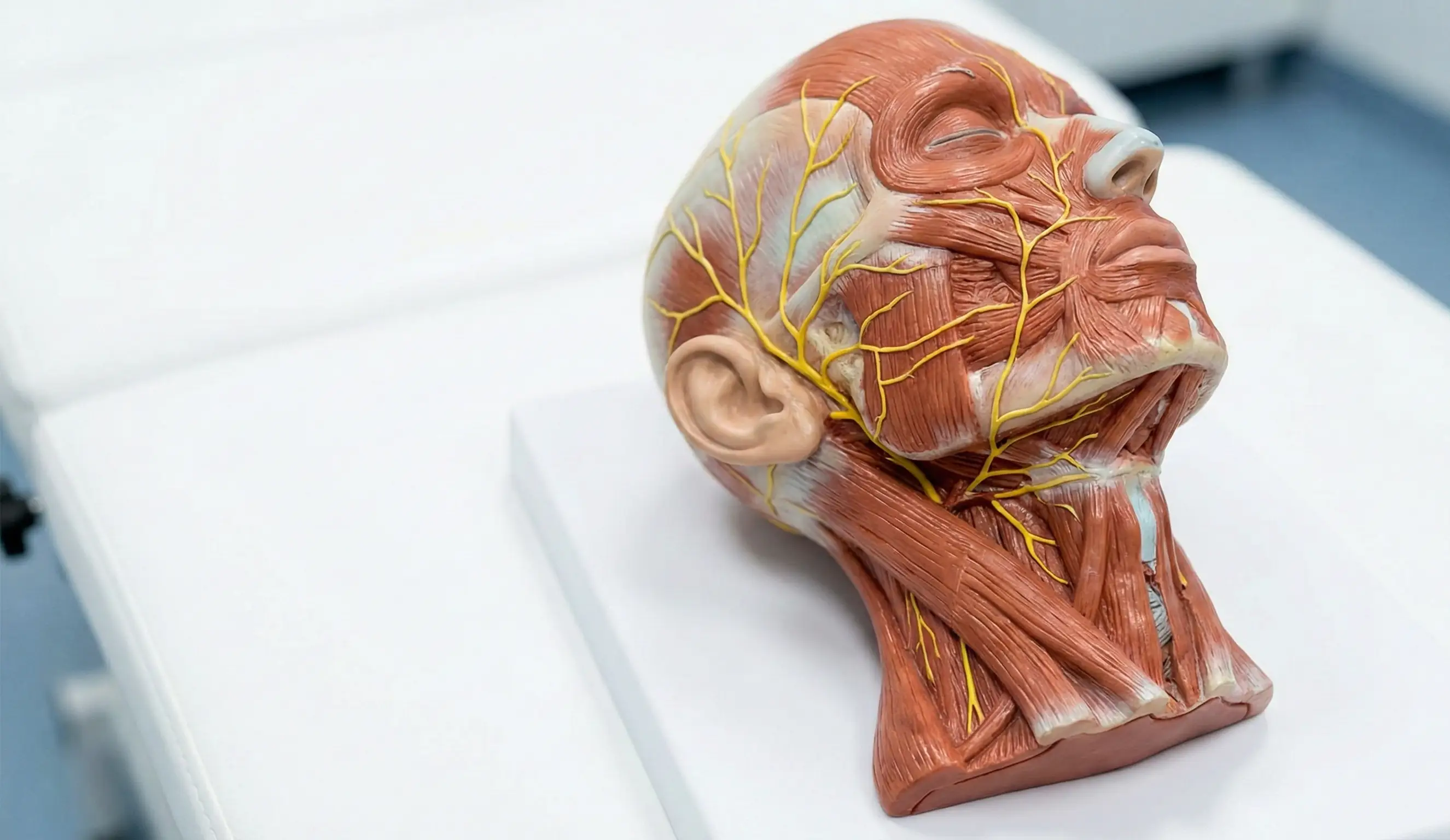 anatomical head model facial nerves