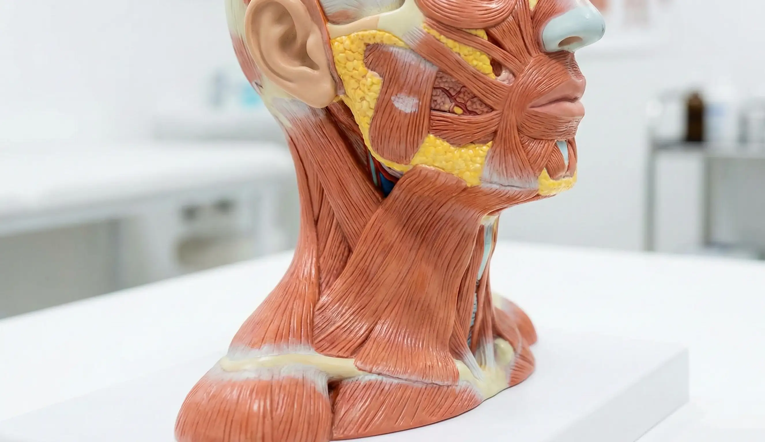 anatomical model of neck muscles and smas layer