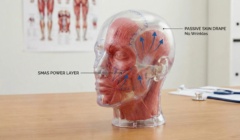 anatomical model illustrating deep plane facelift layers