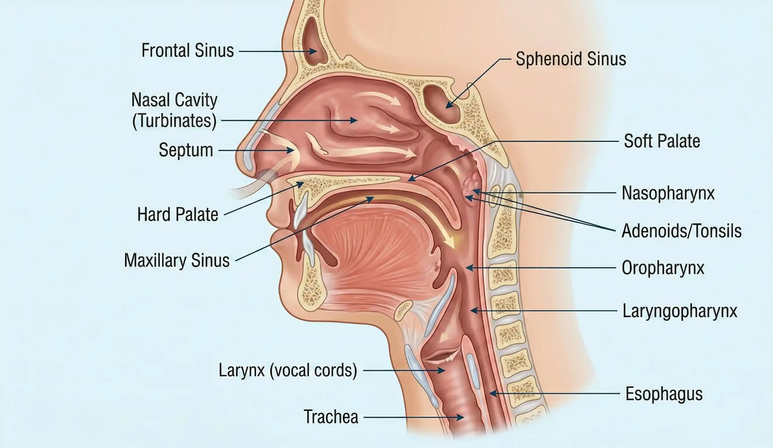 nasal anatomy voice resonance