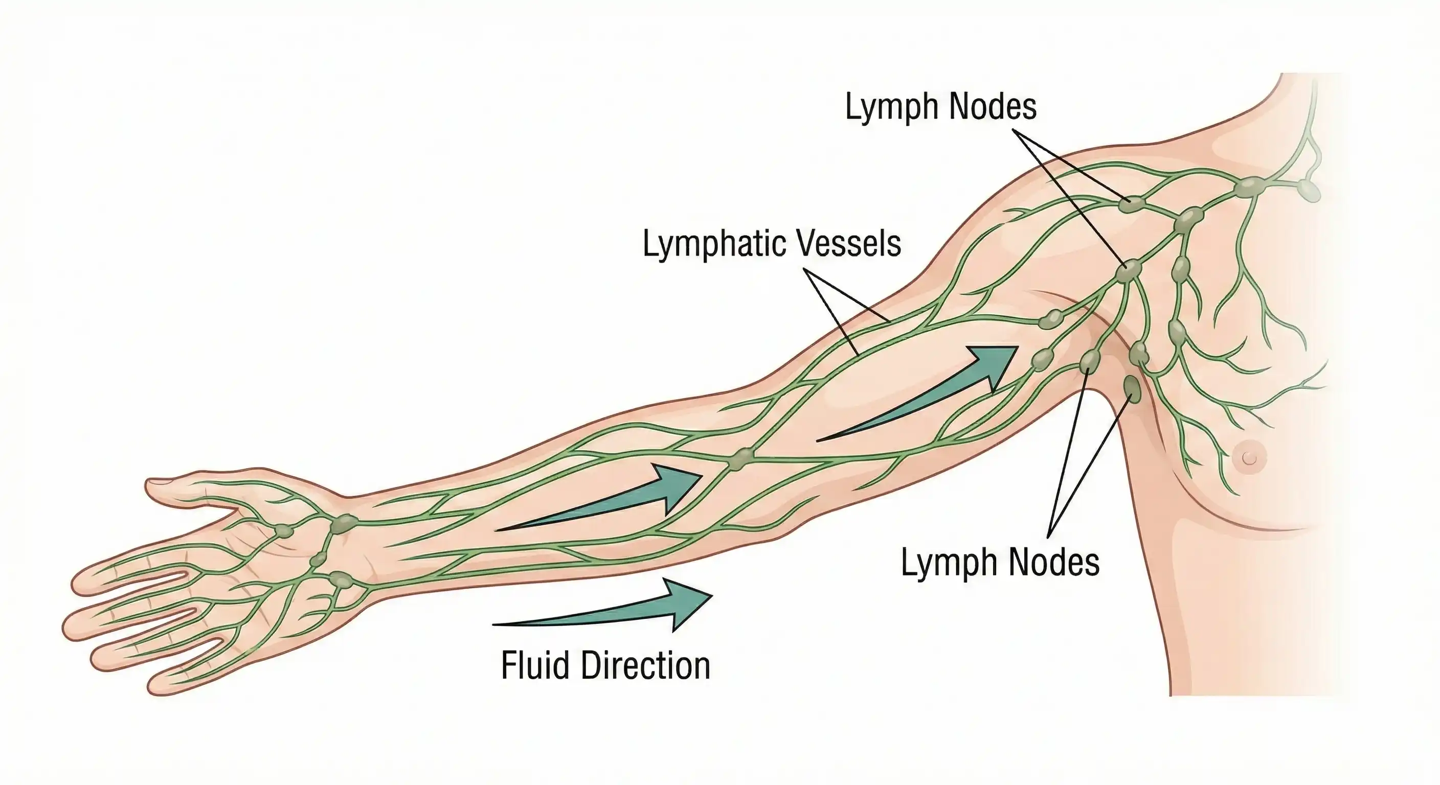 anatomical diagram of lymphatic system showing fluid flow direction