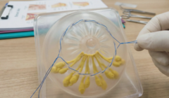 anatomical breast model purse string suture milk duct preservation